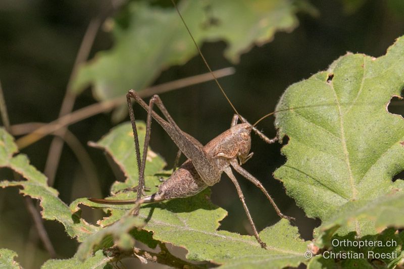 Rhacolcies germanica ♀ - HR, Istrien, Bokordići, 19.07.2015