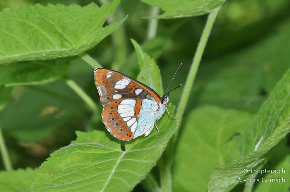 Limenitis reducta - HR, Istrien, Ponte Porton, 23.06.2016