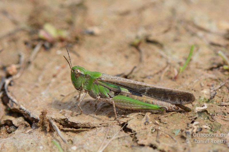 Strandschrecke Aiolopus puissanti ♀ - FR, Camargue, St. Gilles, 10.07.2014