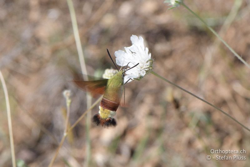 Olivgrüner Hummelschwärmer (Hemaris croatica) - GR, Westmakedonien, Klidi, 12.07.2017