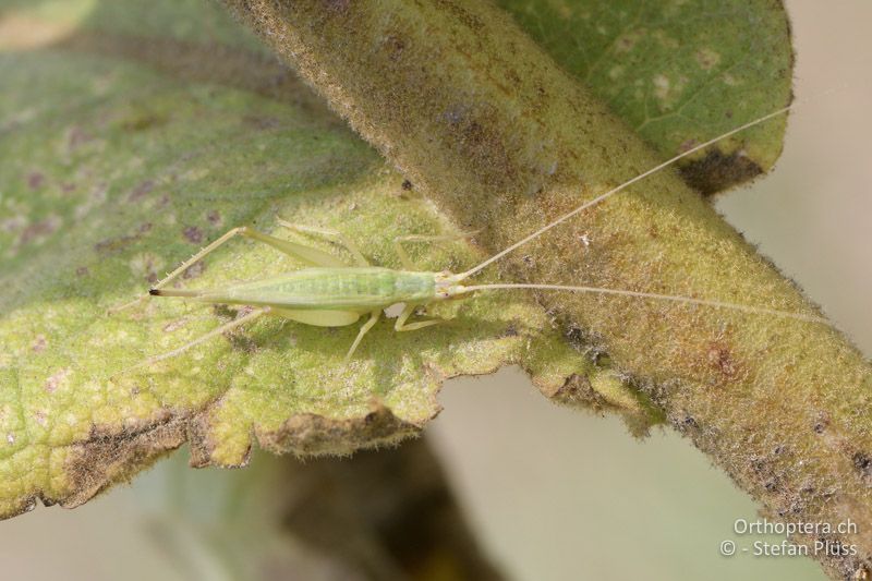 Oecanthus cf. pellucens ♀ - GR, Zentralmakedonien, Korinos, 15.07.2017