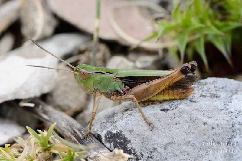 Stenobothrus lineatus ♂ - FR, Mont Ventoux, 04.07.2014