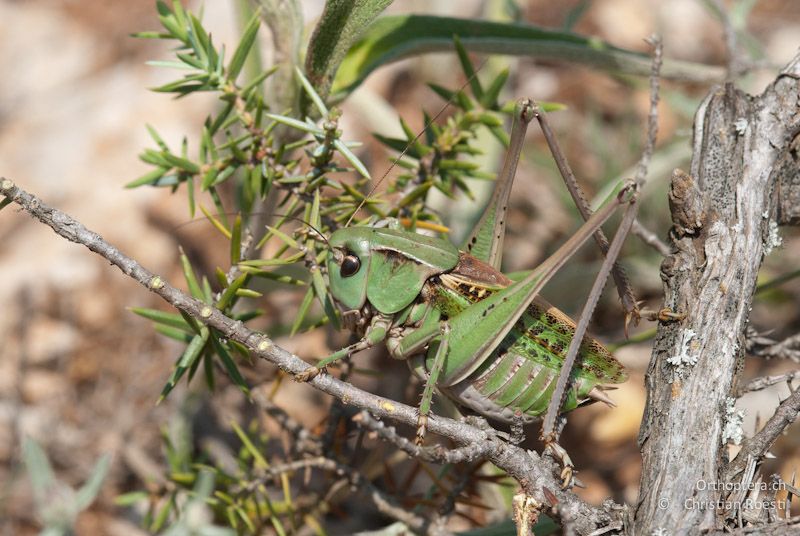 Decticus verrucivorus monspelliensis, Männchen