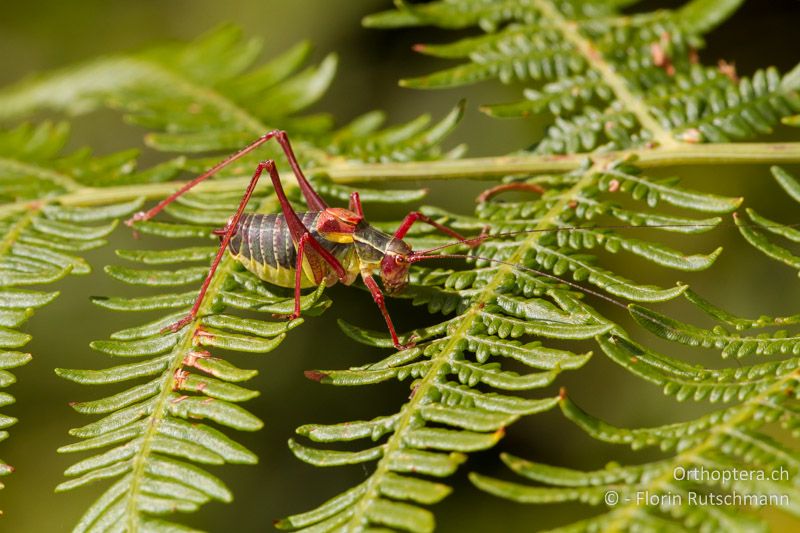 Barbitistes obtusus ♂ - CH, TI, Mt. Generoso, 15.09.2012