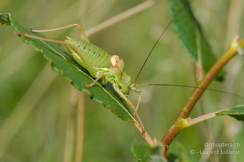 Ephippiger diurnus ♂ - CH, VD, Bière, 19.08.2007