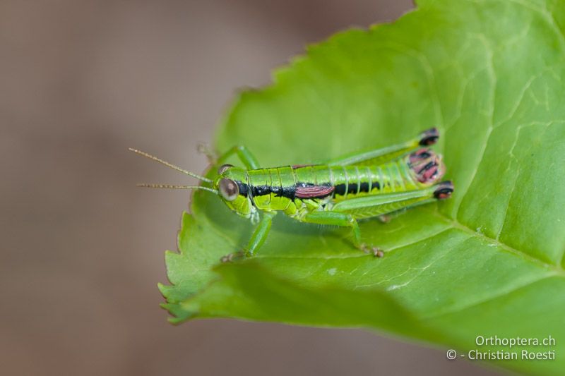 Odontopodisma schmidtii ♂ - IT, Venetien, Brendola, 22.06.2010