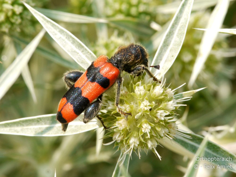 Gemeiner Bienenkäfer (Trichodes apiarius) - GR, Zentralmakedonien, Scholari, 05.07.2013