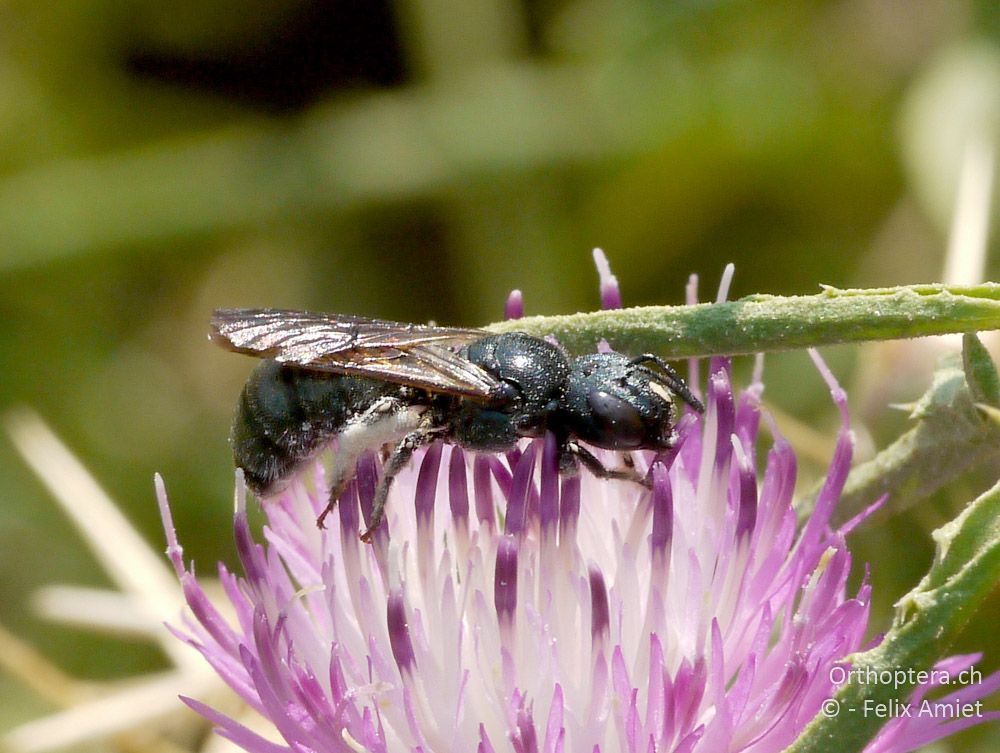 Ceratina chalcites - GR, Zentralmakedonien, Dojran-See, 09.07.2013