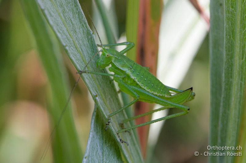 Leptophyes boscii ♀ im letzten Larvenstadium - HR, Istrien, Pazin, 12.06.2014