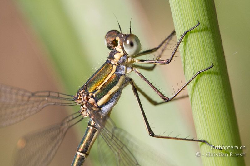 cf. Chlorolestes fasciatus, Mountain Malachite ♀ - SA, Mpumalanga, Dullstroom, Field & Stream Lodge, 12.01.2015