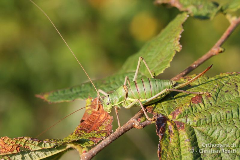 Ephippiger ephippiger ♀ - AT, Niederösterreich, Pfaffstätten, 15.09.2016