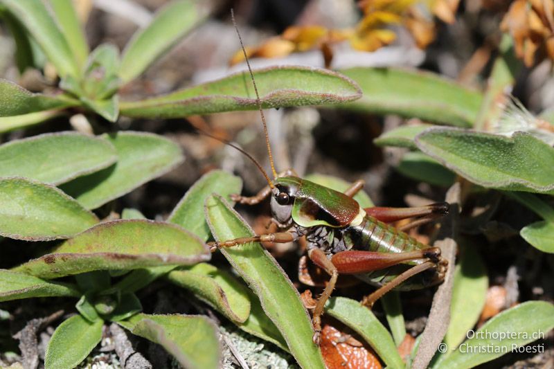 Anonconotus italoaustriacus ♂ - AT, Kärnten, Grossglockner Nationalpark, Heiligenblut, 21.09.2016