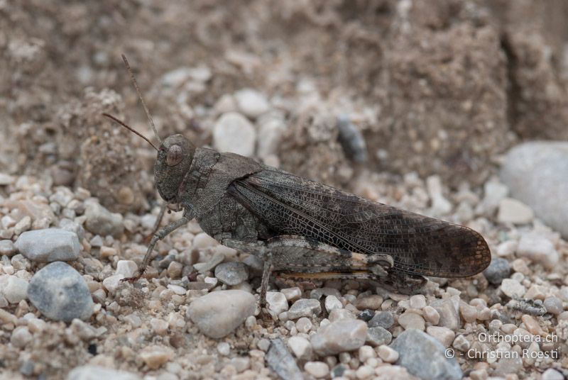 Bryodemella tuberculata ♂ - DE, Bayern, Vorderriss, 03.08.2008