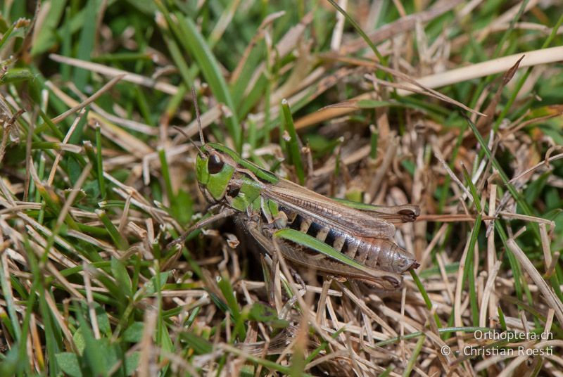 Stenobothrus stigmaticus ♀ - FR, Pyrénées-Orientales, Osseja, 05.10.2010