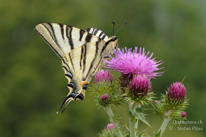 Segelfalter (Iphiclides podalirius) - GR, Westmakedonien, Mt. Varnous, 11.07.2013