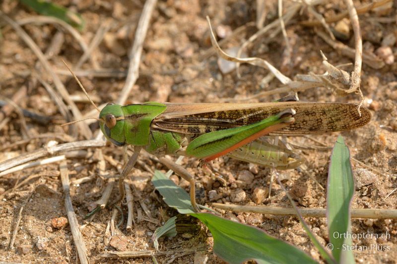 ♂ der Europäischen Wanderheuschrecke (Locusta migratoria cinerascens) - GR, Zentralmakedonien, Kerkini-See, 07.07.2013