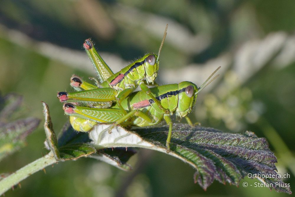 Odontopodisma fallax ♀ - HR, Istrien, Račja Vas, Dol, 24.07.2015