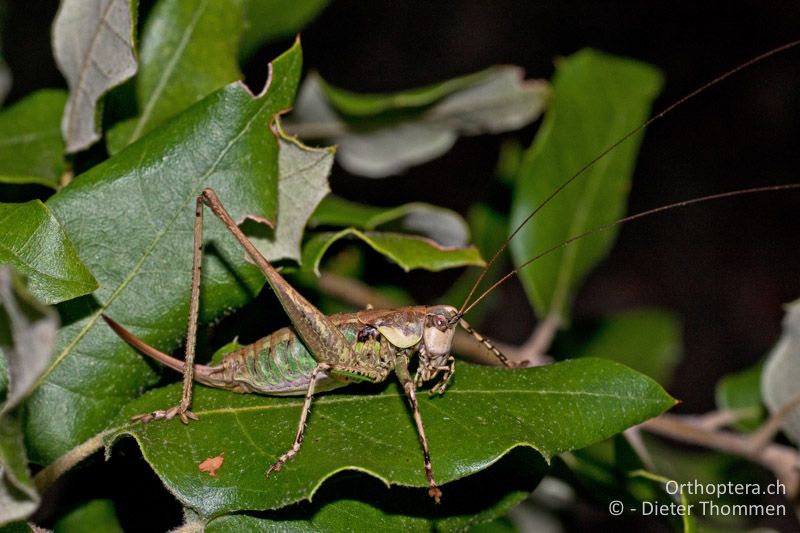 Rhacocleis annulata ♀ - FR, Gard, Anduze, 08.10.2010