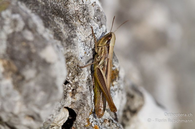 Euchorthippus declivus ♀ - IT, Abruzzen, Montenerodomo, 08.10.2011