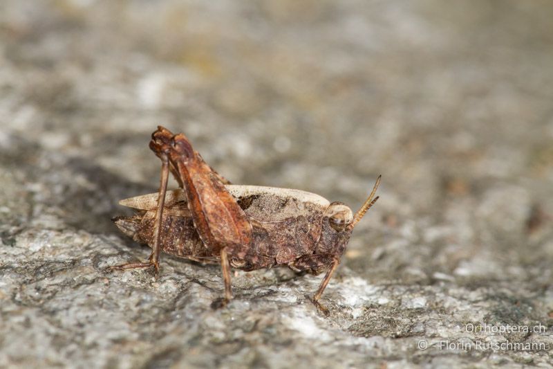 Tetrix kraussi ♀ - CH, GR, Puschlav, 20.09.2013