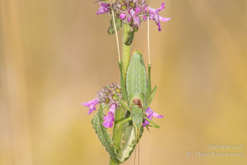 Isophya modesta ♂ - AT, Burgenland, Rohrbach bei Mattersburg, 05.07.2016