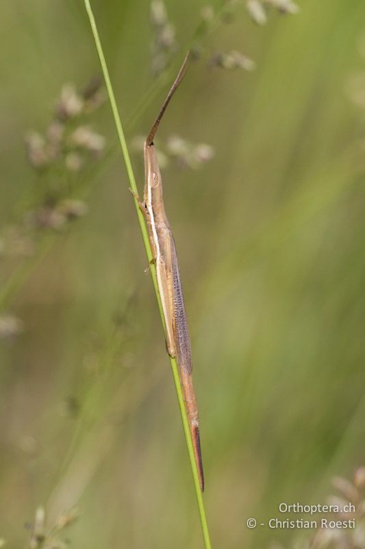 Grass-mimicking Grasshopper (Cannula sp.) - SA, Limpopo, Nylsvlei Nature Reserve, 30.12.2014