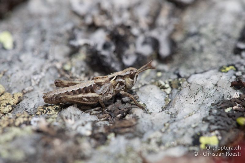 ♂ von Aeropedellus variegatus im zweitletzten Larvenstadium - CH, GR, Muottas Muragl, 19.09.2019