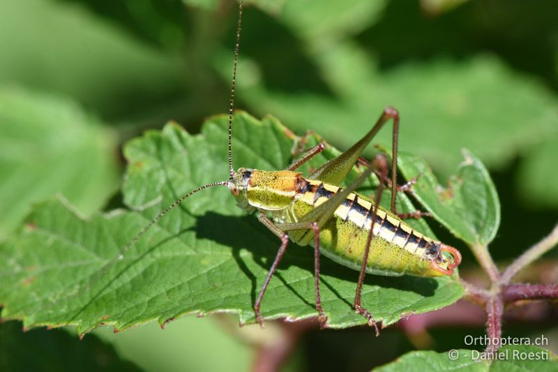 Poecilimon brunneri ♂ - BG, Pasardschik, Streltscha, 10.07.2018