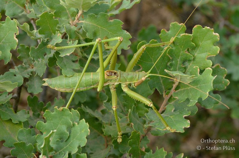 ♂ von Saga hellenica - GR, Westmakedonien, Klidi, 09.07.2013