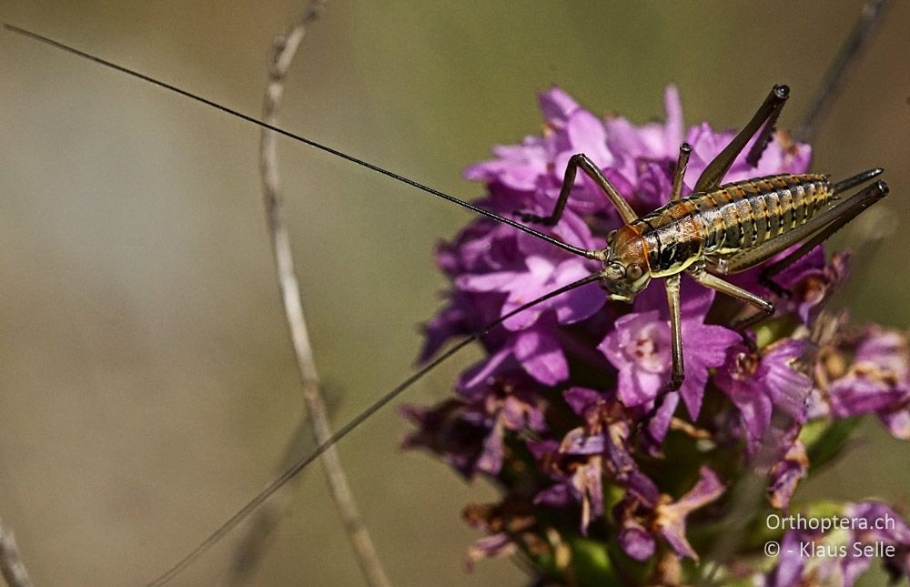 Larve der Balkan-Sattelschrecke (Ephippiger discoidalis) - HR, Istrien, Skitača, 24.06.2016