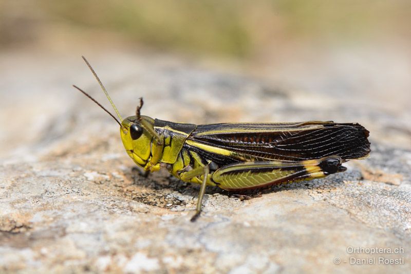 Arcyptera fusca ♂ putzt das Auge - HR, Istrien, Dol, 24.07.2015