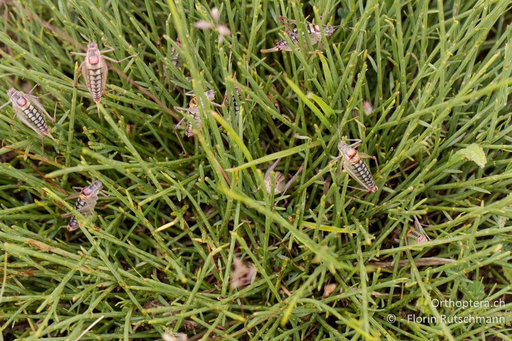 Pöci-Alarm! - GR, Ostmakedonien, Mt. Pangeon, 06.07.2013