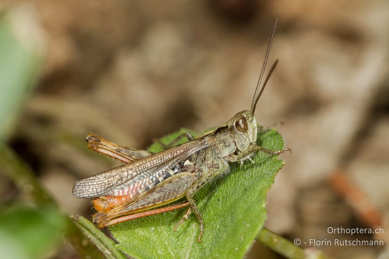 Chorthippus biguttulus ♂ - CH, AG, Obersiggenthal, 13.09.2013