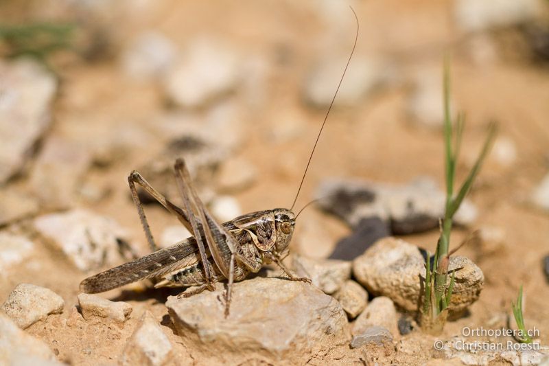 Platycleis affinis ♂ - FR, Hérault, Montpellier, 16.06.2012