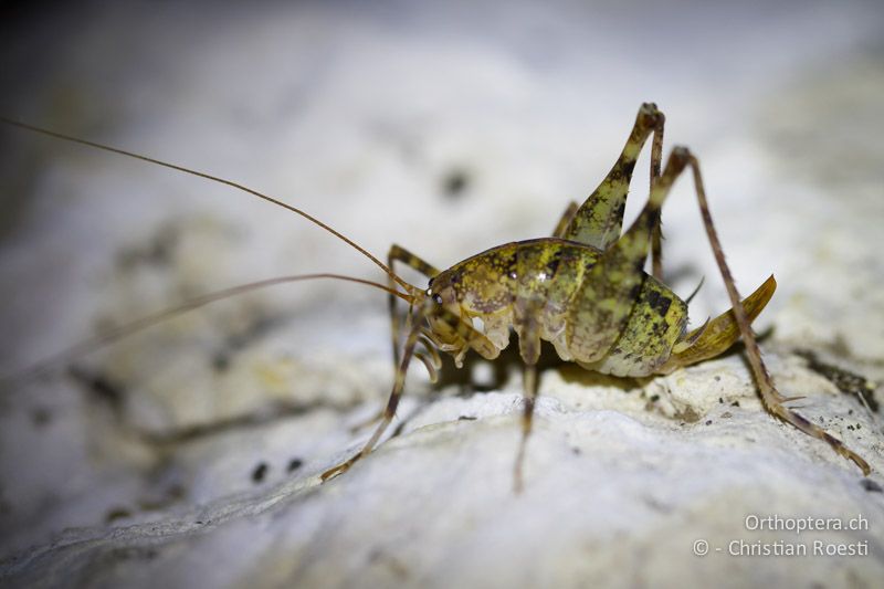 Troglophilus neglectus ♀ - HR, Istrien, Pazin, 12.06.2014