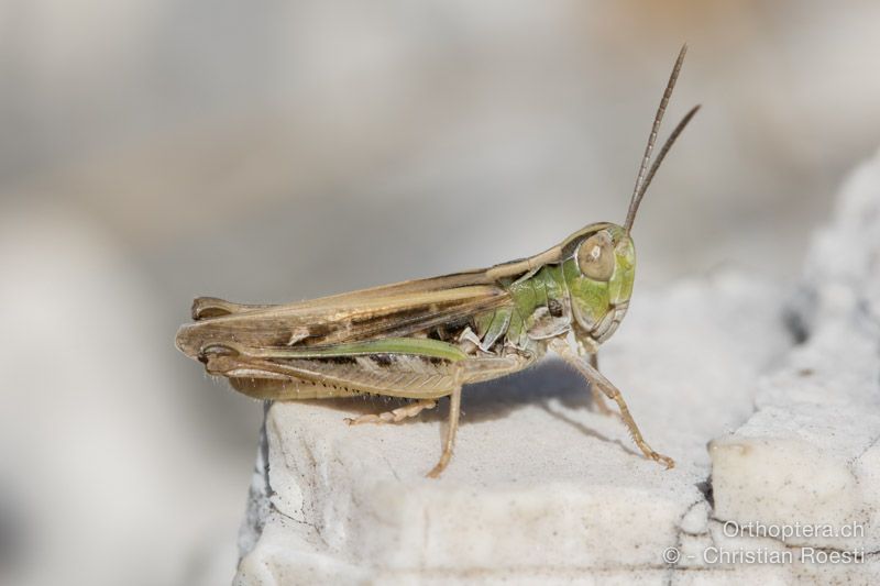 Omocestus petraeus ♂ - HR, Istrien, Mala Učka, 21.07.2015