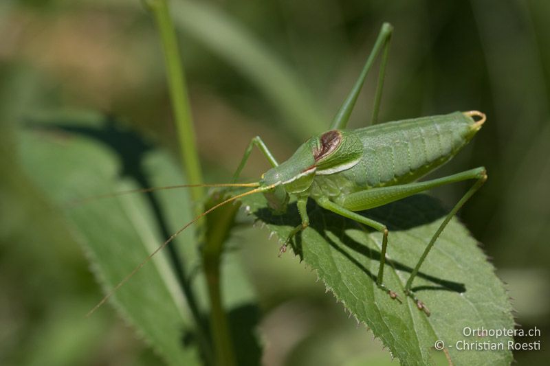 Isophya modesta ♂ - AT, Burgenland, Rohrbach bei Mattersburg, 05.07.2016