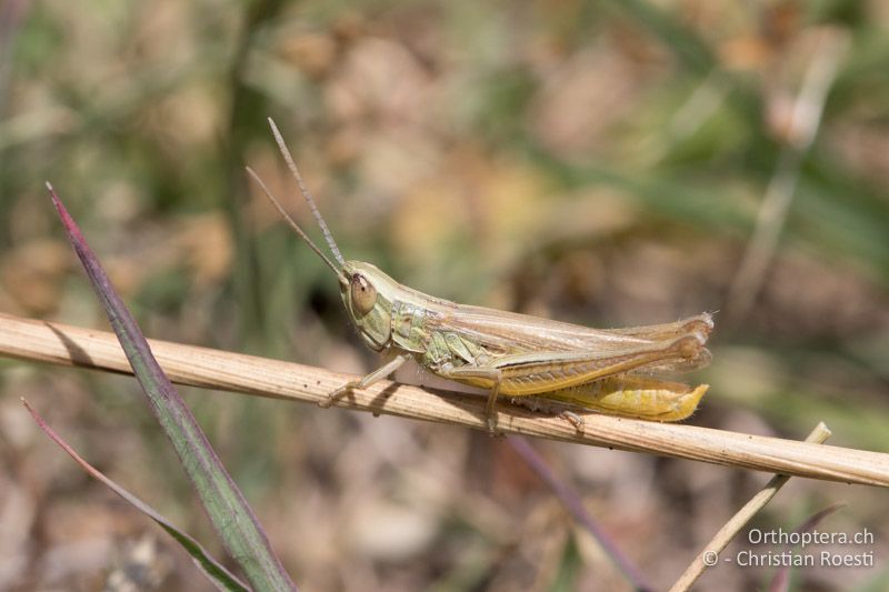 Euchorthippus pulvinatus ♂ - HU, Mitteltransdanubien, Tapolca, 06.07.2016