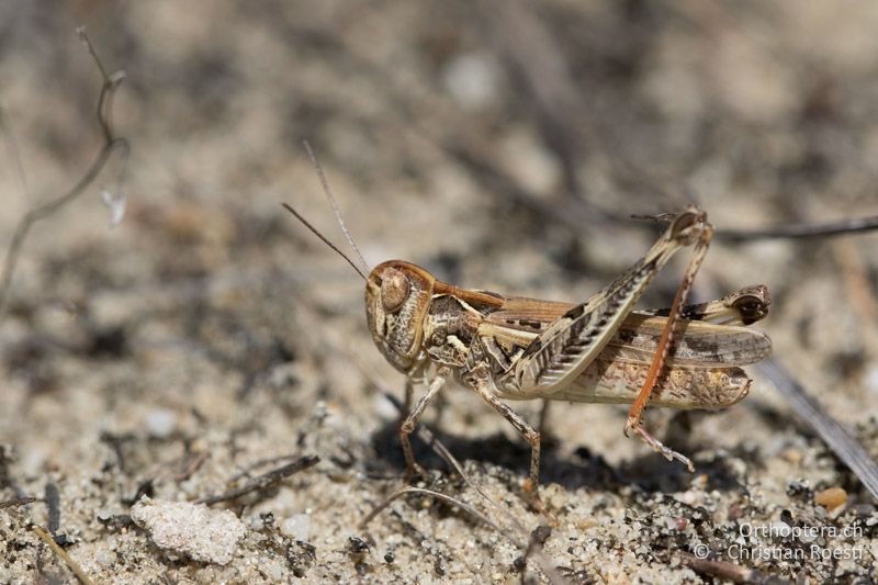 Dociostaurus brevicollis ♀ - HU, Bács-Kiskun, Fülöpháza, 08.07.2016