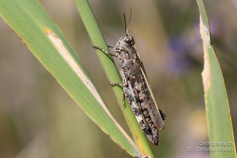 Epacromius coerulipes ♀ - AT, Burgenland, Oggau am Neusiedlersee, 15.09.2016