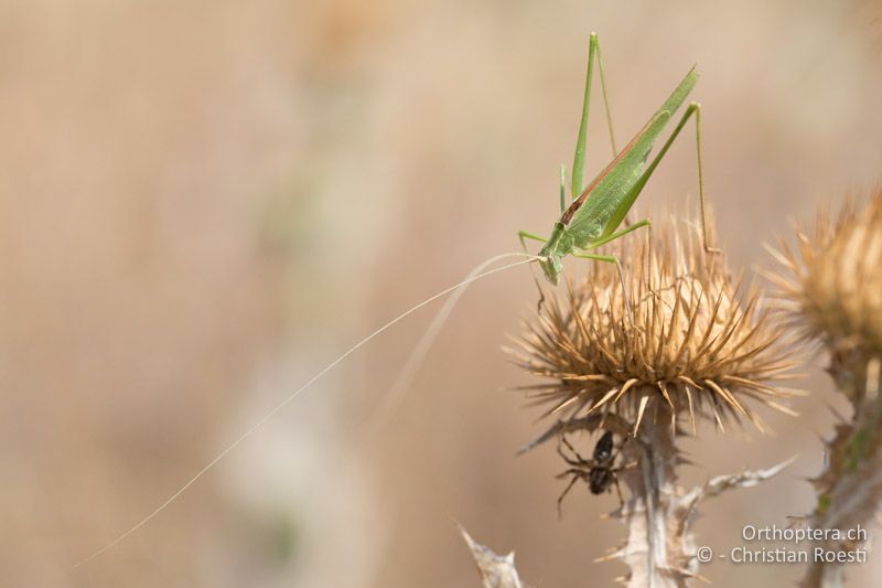 ♂ der Lilienblatt-Sichelschrecke (Tylopsis liliifolia) - GR, Zentralmakedonien, Vyroneia, 08.07.2017