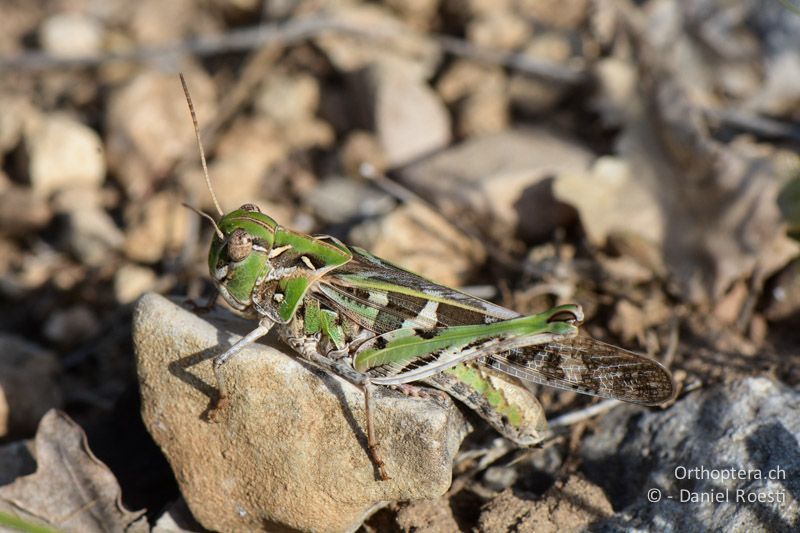 Kreuzschrecke (Oedaleus decorus) ♂, grüne Form - FR, bei Manosque, 05.07.2014