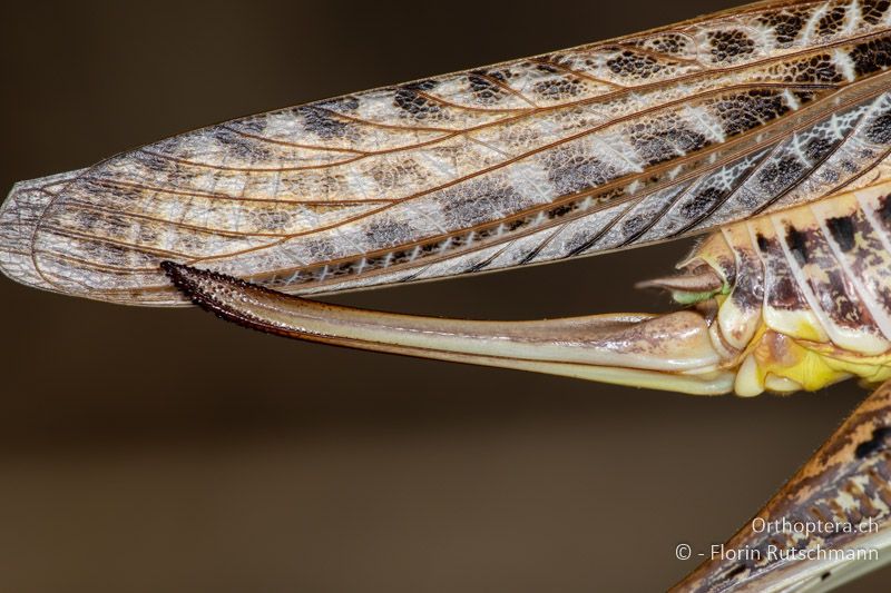 Legeröhre von Decticus albifrons ♀ - GR, Epirus, Arta, 08.06.2024