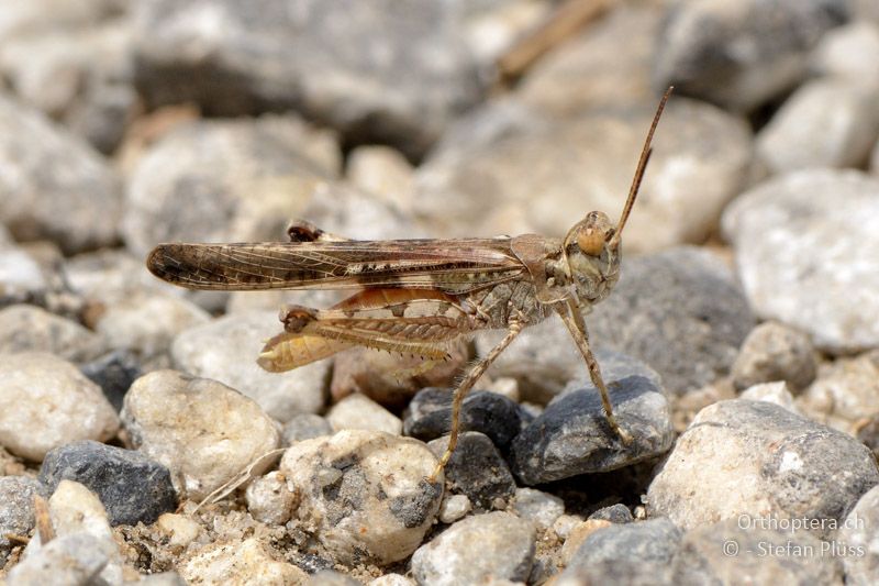 ♂ von Acrotylus patruelis - GR, Zentralmakedonien, Alistrati, 07.07.2013