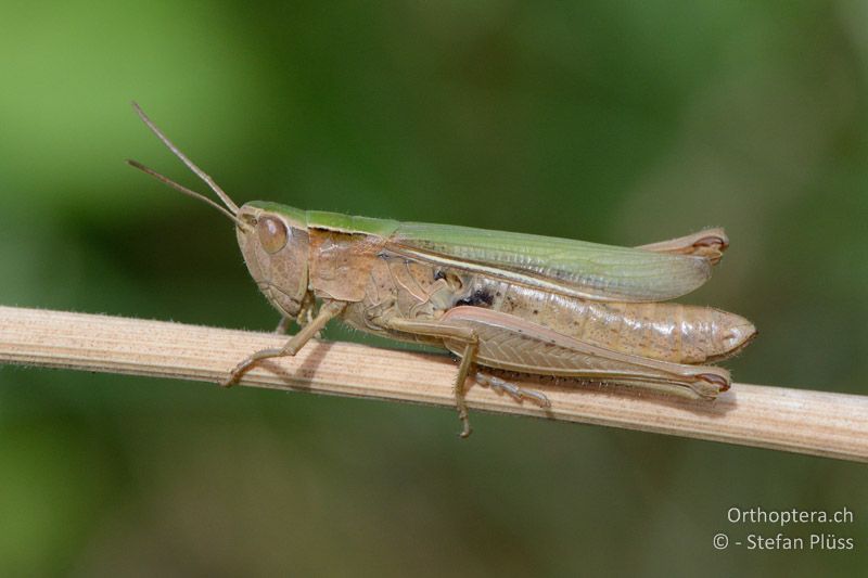 Chorthippus albomarginatus ♀ - FR, bei Arles, 08.07.2014