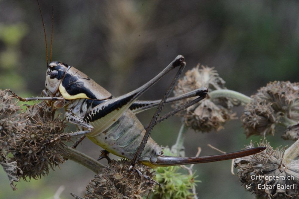 Parapholidoptera castaneoviridis ♀ - BG, Chaskowo, Matochina, 09.07.2018