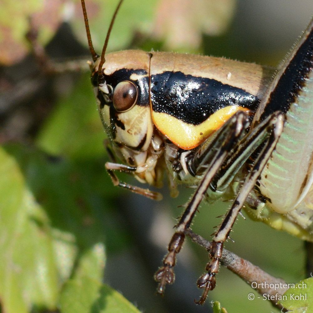 ♀ der Strauchschrecke Eupholidoptera smyrnensis - GR, Zentralmakedonien, Mt. Hortiatis, 04.07.2013