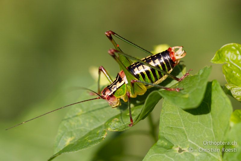 Metaplastes ornatus ♂- GR, Westmakedonien, Kratero, 11.07.2013