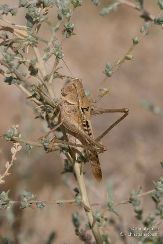 Medecticus assimilis, Männchen. Wadi Mujib, 24.05.2011