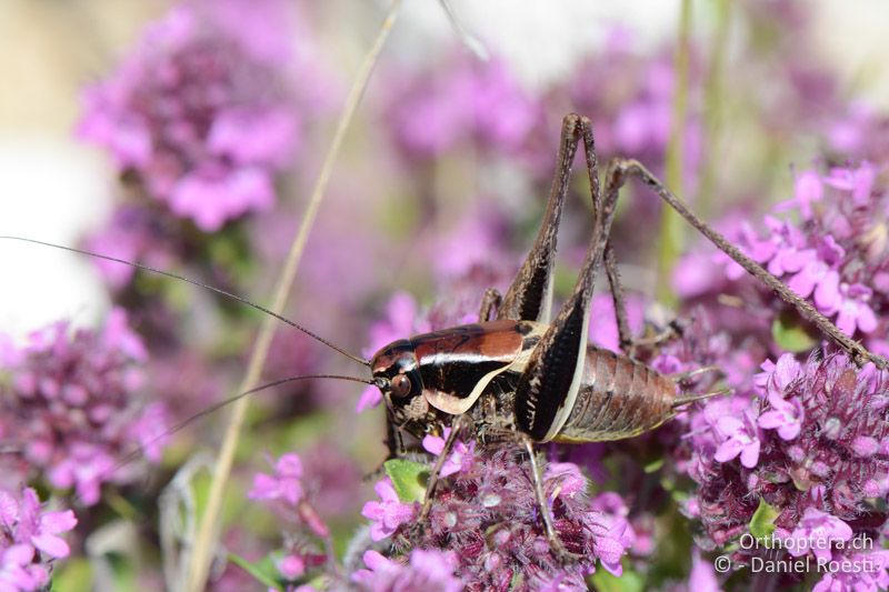 Pholidoptera macedonica ♂ - GR, Ostmakedonien, Mt. Pangeon, 06.07.2017